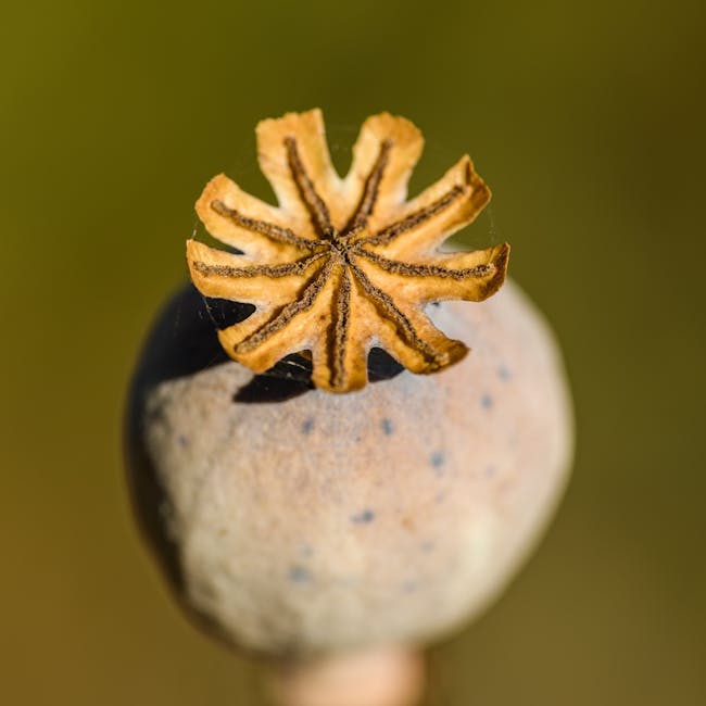 Ingredienti attivi di Gastrofloril: sinergia naturale per lo stomaco